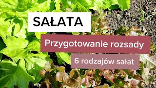 Sałata przygotowanie rozsady 6 rodzajów sałat masłowa krucha dębolistna rzymska rukola mizuna [upl. by Ferdinand]