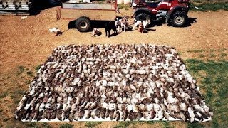 Amazing Rat Catching With Farm Dogs Kill About 500 Rats [upl. by Sicnarf]