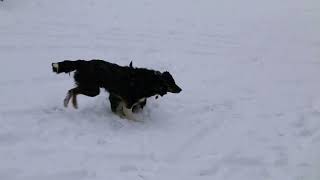 Border Collie Puppies For Sale [upl. by Nydroj748]