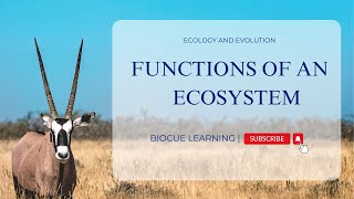 Functions of an Ecosystem [upl. by Irakuy380]