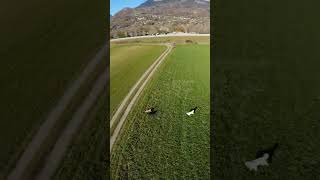 fpv dji avata 2 [upl. by Ejroj]