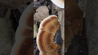 The Resinous polypore Ischnoderma resinosum at its peak southern illinois [upl. by Martinson]