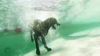 GoPro Underwater Dog Park Fun [upl. by Aibos]