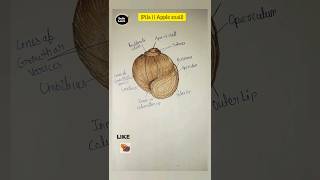 how to draw pila Apple snailघोंघा🐌 diagramscience drawingzoologyshortsvideoviraldailylearn [upl. by Kora]