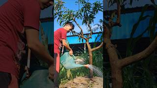 Soil drenching by insecticide application in mango tree 🌳 garden horticulture shorts [upl. by Alliuqat485]