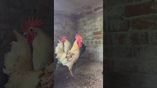 Hens Clucking Sound😳😍🐓 shorts youtubeshorts trending viral chicken youtube [upl. by Tsugua930]