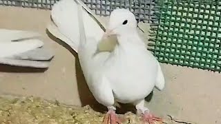 Высоколётные Долголётные Бойные Голуби Рустама город Нальчик Rustams pigeons Nalchik city [upl. by Tiny254]