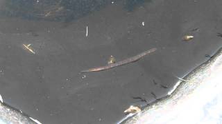 Leech In My Pond [upl. by Lramaj]