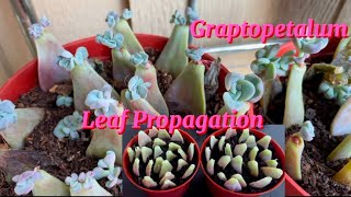 Leaf PropagationGraptopetalum [upl. by Ader]