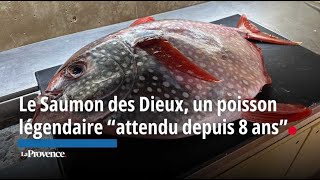 Le Saumon des Dieux “un poisson légendaire” attendu depuis 8 ans [upl. by Sender]