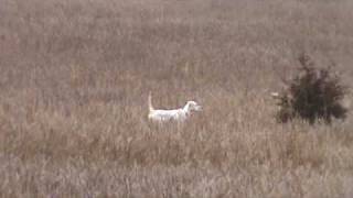 English Setter Training  Berg Brothers Setters 14 week old pup [upl. by Aiyekal]