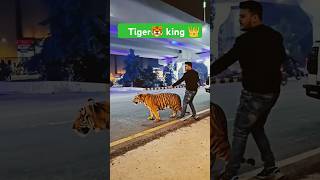 Tiger 🐯 king 👑 shorts funny [upl. by Gniliem]