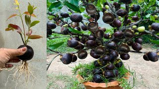 Great Technique for Grafting Mangosteen Fruit To Mangosteen Tree growing mangosteen tree [upl. by Arracot]