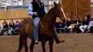 parelli horse training 1 [upl. by Estele]