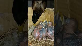 Myna bird babies P 18 shortsvideo ytshortsviral [upl. by Suhcnip421]