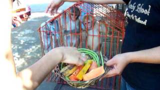 Cute baby monkeys getting excited over food in Thailand [upl. by Naro]