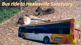 A trip to the Healesville Sanctuary on the number 685 [upl. by Goebel]