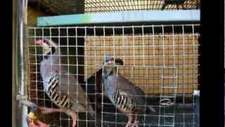 Breeding Partridges amp Quails [upl. by Pamelina650]