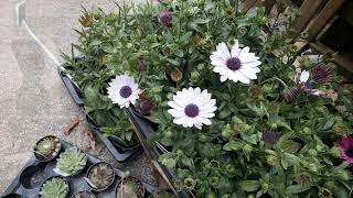 Planting out Osteospermum and Argyranthemum  Burncoose Nurseries [upl. by Dusty]