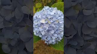 hortensia hydrangea nature naturaleza 🌄 [upl. by Katerine]