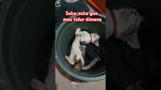 Kucing lucu tidur di ember kucingtidur [upl. by Eniamerej]