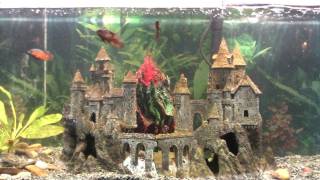 Wonderfalls large aquarium volcano and Baby Oscars [upl. by Llener]