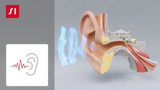 Wie Hören funktioniert  Signia Hörgeräte [upl. by Orin]