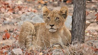 KRUGER PARK  SOLO DAY VISIT  Three Leopards and mating Lions nearby lions knp leopard [upl. by Anees]