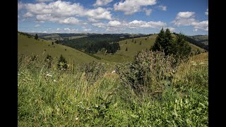 Psalmus Hungaricus I Dsida Jenő  Török Máté [upl. by Yllib]