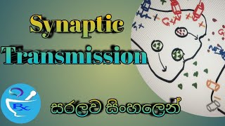 Synaptic Transmission සරලව සිංහලෙන් [upl. by Liahus401]