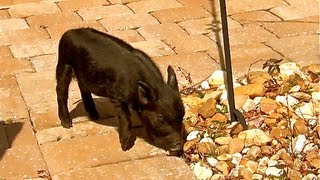 Cute Baby AnimalWild Baby PIG goes Wee Wee Wee all the way home Part 1 [upl. by Ecirtnuahs]