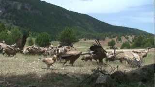 vultures attacking  extreme animals  wildlife [upl. by Ernest]