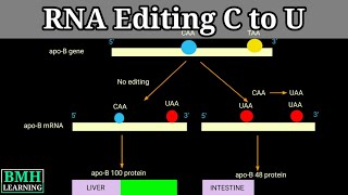 RNA Editing By Nucleotide Substitution  RNA Editing By Deamination  C To U RNA Editing [upl. by Yeuh]