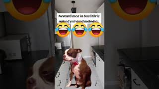 Ce tare 😂😂😂 goviral duet distractie romania funny discutii dog [upl. by Aisatsana922]