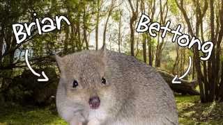 A Brief Bettong History  Bettong Bungalow [upl. by Pappas909]