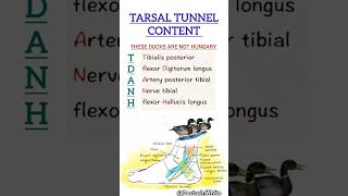 Tarsal tunnel content shorts tarsaltunnel [upl. by Aienahs]