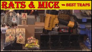 Rats amp Mice  Traps amp Tips [upl. by Saffian]