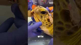 Rescue Mission Sea Turtle Freed from DecadesOld Barnacle Infestation shorts viralvideo [upl. by Jade]