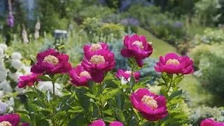 Dividing Peonies [upl. by Cornwell]