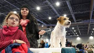 DUO CACIB 2020 Brno  Jack Russell Terrier [upl. by Tunk]