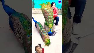 Peacock  I love peacocks🥰🥰🦚🦚 peacock birds song subscribe like [upl. by Tomlin676]