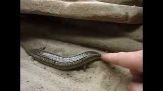 Hungry Chalcides ocellatus tiligugu [upl. by Niraa]