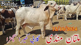 Multan Mandi me aya kubsuraat Gulabi kheerah Bachaa latest update [upl. by Nudnarb]