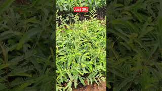 Sandalwood mahagony Tega all saplings available for just 3Rs in Esha Nursery through Kaaveri [upl. by Arbed]