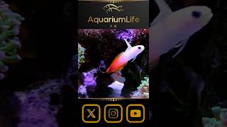 🐟Nemateleotris magnifica dardodeFUEGO aquarium aquariumhobby fish reef ytshorts [upl. by Aicul632]