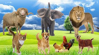 Distinguishing terrestrial animals  Lion Elephant Cat Dog Goat Sheep  Animal Moment Sounds [upl. by Mij]