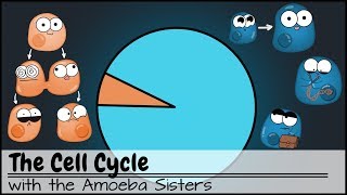 The Cell Cycle and cancer Updated [upl. by Poree]