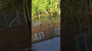 Moorhen on a log [upl. by Atcele]