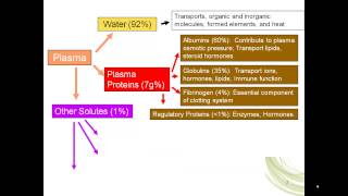 erythropoiesis part 1 [upl. by Winston]