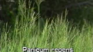 torpedograss Panicum repens [upl. by Cressi]